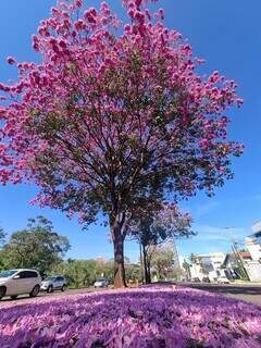 Em avenida cor-de-rosa, ip&ecirc;s provam que privil&eacute;gio &eacute; viver perto das &aacute;rvores