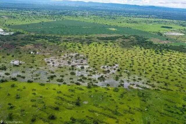Desde 2025, 23 fazendas tiveram licen&ccedil;a para ampliar pasto no Pantanal