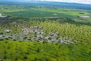 Desde 2025, 23 fazendas tiveram licença para ampliar pasto no Pantanal Desde 2025, 23 fazendas tiveram licença para ampliar pasto no Pantanal