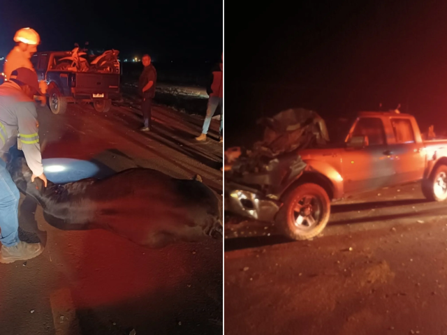 Seis vacas morrem ao serem atropeladas por picape na BR-163
