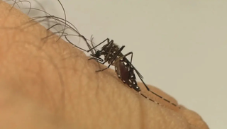Mato Grosso do Sul registra a 22&ordf; morte por chikungunya em 2026