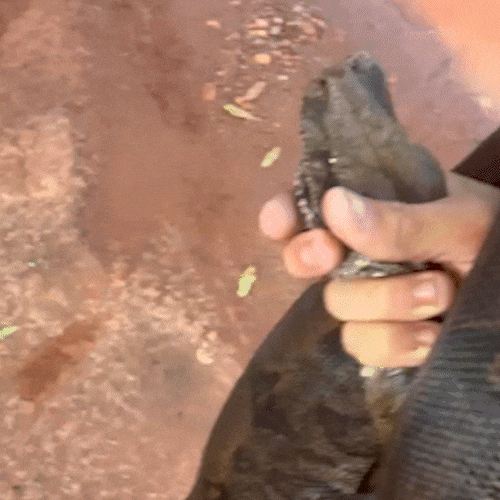 Jovem resgata jiboia de 2 metros e leva animal de moto at&eacute; base da PMA