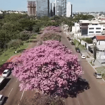 Em avenida cor-de-rosa, ip&ecirc;s provam que privil&eacute;gio &eacute; viver perto das &aacute;rvores