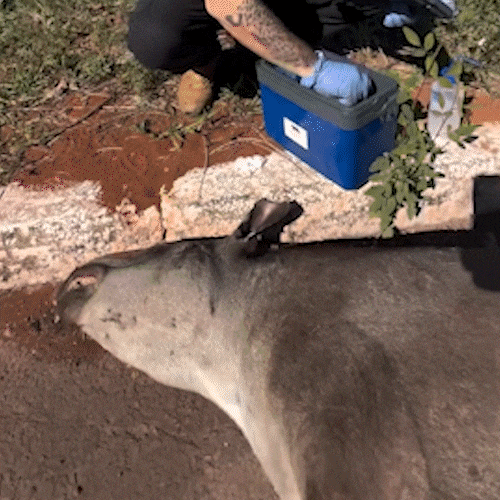Fauna perde diversidade gen&eacute;tica a cada atropelamento nas rodovias de MS