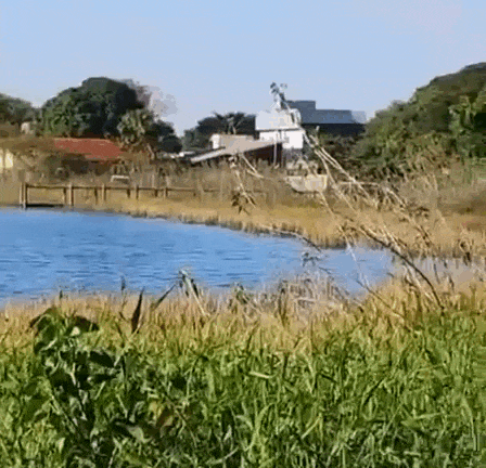 Matagal esconde Lagoa Itatiaia e moradores cobram manuten&ccedil;&atilde;o