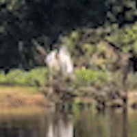 No Dia do Meio Ambiente, tuiui&uacute; mostra a beleza de suas asas no Pantanal
