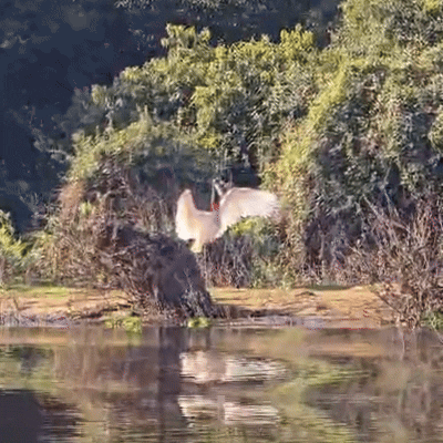 No Dia do Meio Ambiente, tuiui&uacute; mostra a beleza de suas asas no Pantanal
