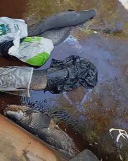 Pirarucus s&atilde;o encontrados mortos dentro de c&oacute;rrego no Rita Vieira