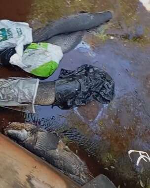 Pirarucus s&atilde;o encontrados mortos dentro de c&oacute;rrego no Rita Vieira