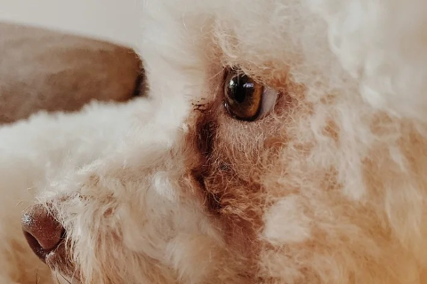L&aacute;grima &aacute;cida pode indicar problemas ocultos no seu pet