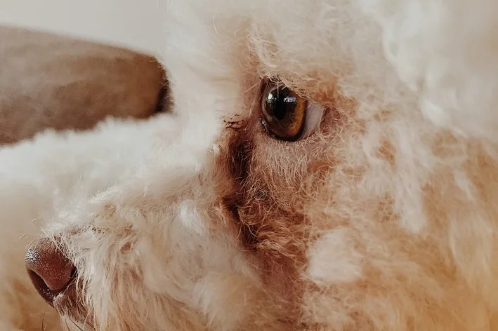 Seu pet tem manchas abaixo dos olhos? Saiba quando se preocupar