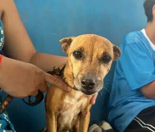 Nova lei criminaliza atua&ccedil;&atilde;o irregular na medicina veterin&aacute;ria
