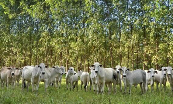 A cada 100 hectares que unem lavoura, gado e floresta, 18 est&atilde;o em MS