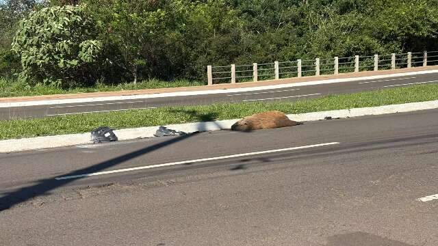 Capivara &eacute; encontrada morta perto de canteiro na Avenida Mato Grosso