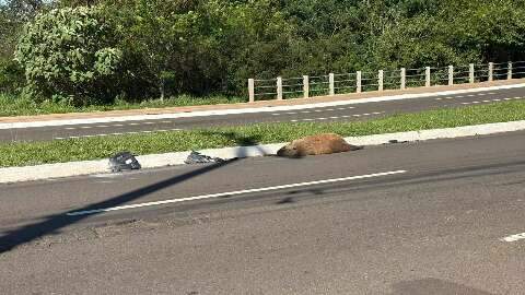 Capivara &eacute; encontrada morta perto de canteiro na Avenida Mato Grosso
