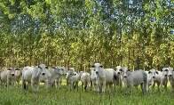 A cada 100 hectares que unem lavoura, gado e floresta, 18 est&atilde;o em MS