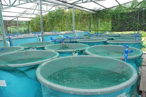 Irriga&ccedil;&atilde;o e cria&ccedil;&atilde;o de peixes ter&atilde;o nova regra para desconto na energia