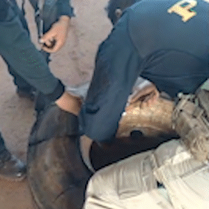 Pol&iacute;cia encontra 121 tabletes de coca&iacute;na em estepes de carreta com soja