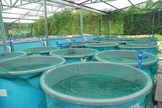 Irriga&ccedil;&atilde;o e cria&ccedil;&atilde;o de peixes ter&atilde;o nova regra para desconto na energia