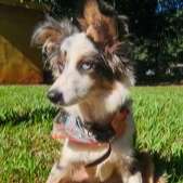 Ap&oacute;s fingir resgate, mulher &eacute; indiciada por abandonar o pr&oacute;prio cachorro doente