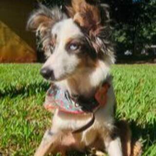 Após fingir resgate, mulher é indiciada por abandonar o próprio cachorro doente Após fingir resgate, mulher é indiciada por abandonar o próprio cachorro doente