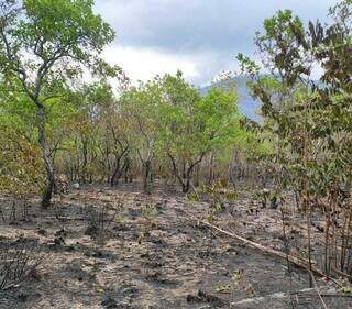 Ambientalistas veem amea&ccedil;a ao Pantanal em pacote aprovado pela C&acirc;mara