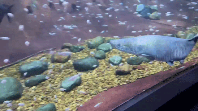 Ap&oacute;s 65 dias, &ldquo;Fujona&rdquo; deixa quarentena e vai para tanque no Bioparque