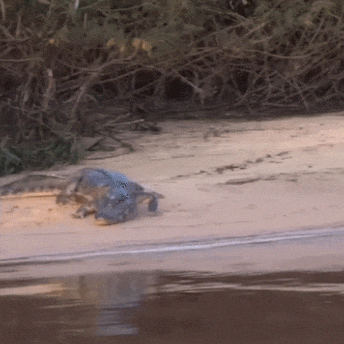 V&iacute;deo flagra duelo entre on&ccedil;a-pintada e jacar&eacute; &agrave;s margens de rio no Pantanal