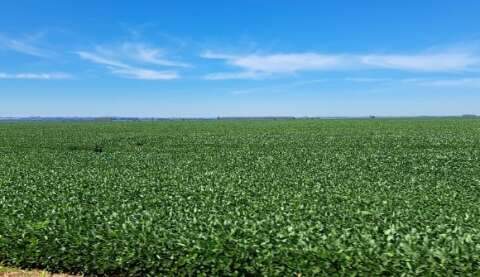 Contrata&ccedil;&atilde;o de cr&eacute;dito agr&iacute;cola recua 21% em Mato Grosso do Sul