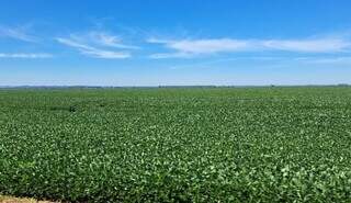 Contratação de crédito agrícola recua 21% em Mato Grosso do Sul Contratação de crédito agrícola recua 21% em Mato Grosso do Sul