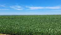 Contrata&ccedil;&atilde;o de cr&eacute;dito agr&iacute;cola recua 21% em Mato Grosso do Sul