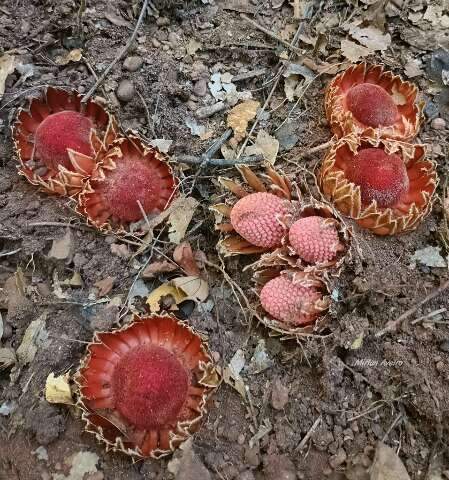 Quando a "flor da terra" brota, &eacute; sinal de que a seca chegou ao Morro do Paxixi