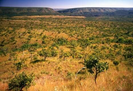 Desmatamento no Cerrado de MS em maio &eacute; o menor para o per&iacute;odo desde 2022