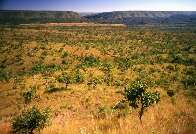 Desmatamento no Cerrado de MS em maio &eacute; o menor para o per&iacute;odo desde 2022