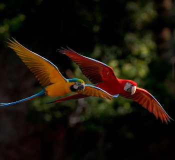 Para n&atilde;o ficar sozinha, Canind&eacute; Julieta apostou em Romeu do Pantanal