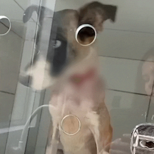 Salva de ferimento causado por arame, cachorrinha espera por ado&ccedil;&atilde;o