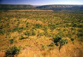 Desmatamento no Cerrado de MS em maio é o menor para o período desde 2022 Desmatamento no Cerrado de MS em maio é o menor para o período desde 2022