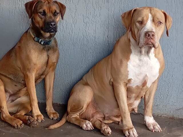 Acostumadas a passear, desta vez, Lara e Kira n&atilde;o voltaram para casa