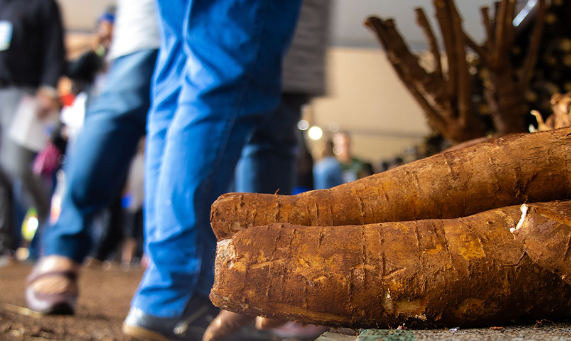 Da lavoura &agrave; agroind&uacute;stria: mandioca mostra for&ccedil;a da agricultura familiar em MS