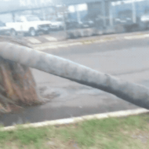 Temporal abre cratera e derruba palmeira em avenida do Guanandi