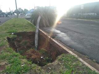 Temporal abre cratera e derruba palmeira em avenida do Guanandi Temporal abre cratera e derruba palmeira em avenida do Guanandi