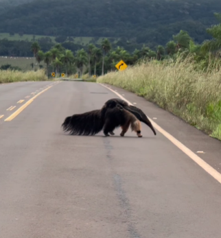 V&iacute;deo mostra m&atilde;e tamandu&aacute; atravessando estrada com filhote nas costas