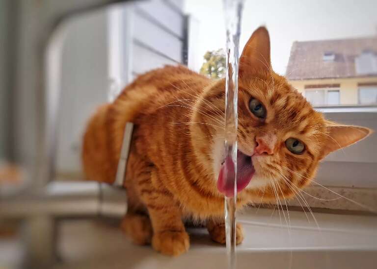Saiba como fazer seu gato beber mais água e evitar insuficiência renal