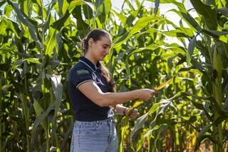 Pesquisa que nasce no campo impulsiona nova revolução agrícola em MS Pesquisa que nasce no campo impulsiona nova revolução agrícola em MS