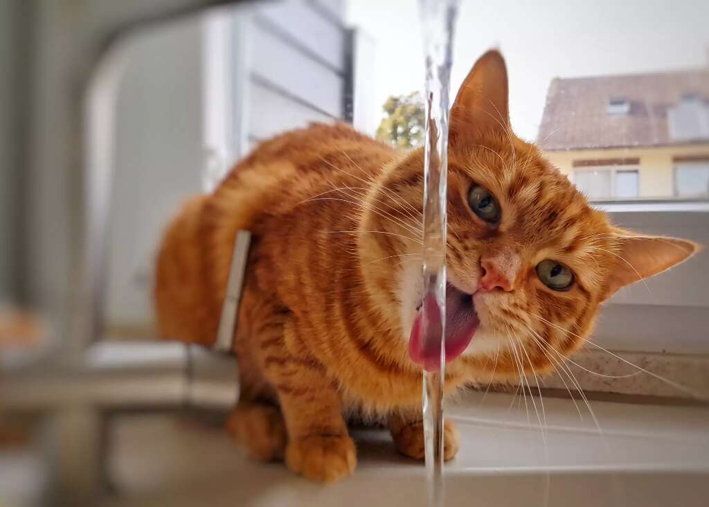 Saiba como fazer seu gato beber mais água e evitar insuficiência renal