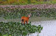 MapBiomas refor&ccedil;a colapso h&iacute;drico no Pantanal, com pior cen&aacute;rio em 40 anos