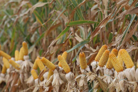 Chuvas excessivas atrasam colheita do milho safrinha, que avan&ccedil;a s&oacute; 0,1%