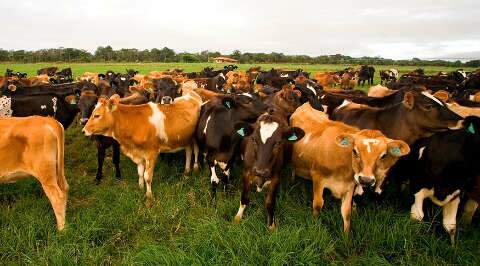 MS refor&ccedil;a protagonismo na pecu&aacute;ria em trimestre hist&oacute;rico para o agroneg&oacute;cio