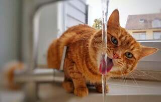 Saiba como fazer seu gato beber mais água e evitar insuficiência renal Saiba como fazer seu gato beber mais água e evitar insuficiência renal