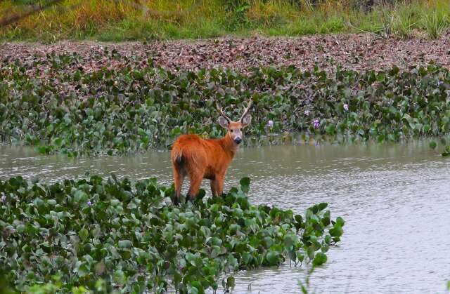 MapBiomas refor&ccedil;a colapso h&iacute;drico no Pantanal, com pior cen&aacute;rio em 40 anos